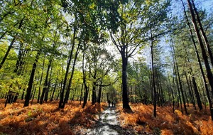 Randonnée autour de Clairefontaine en Yvelines