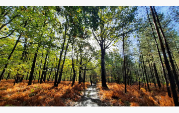 Randonnée autour de Clairefontaine en Yvelines